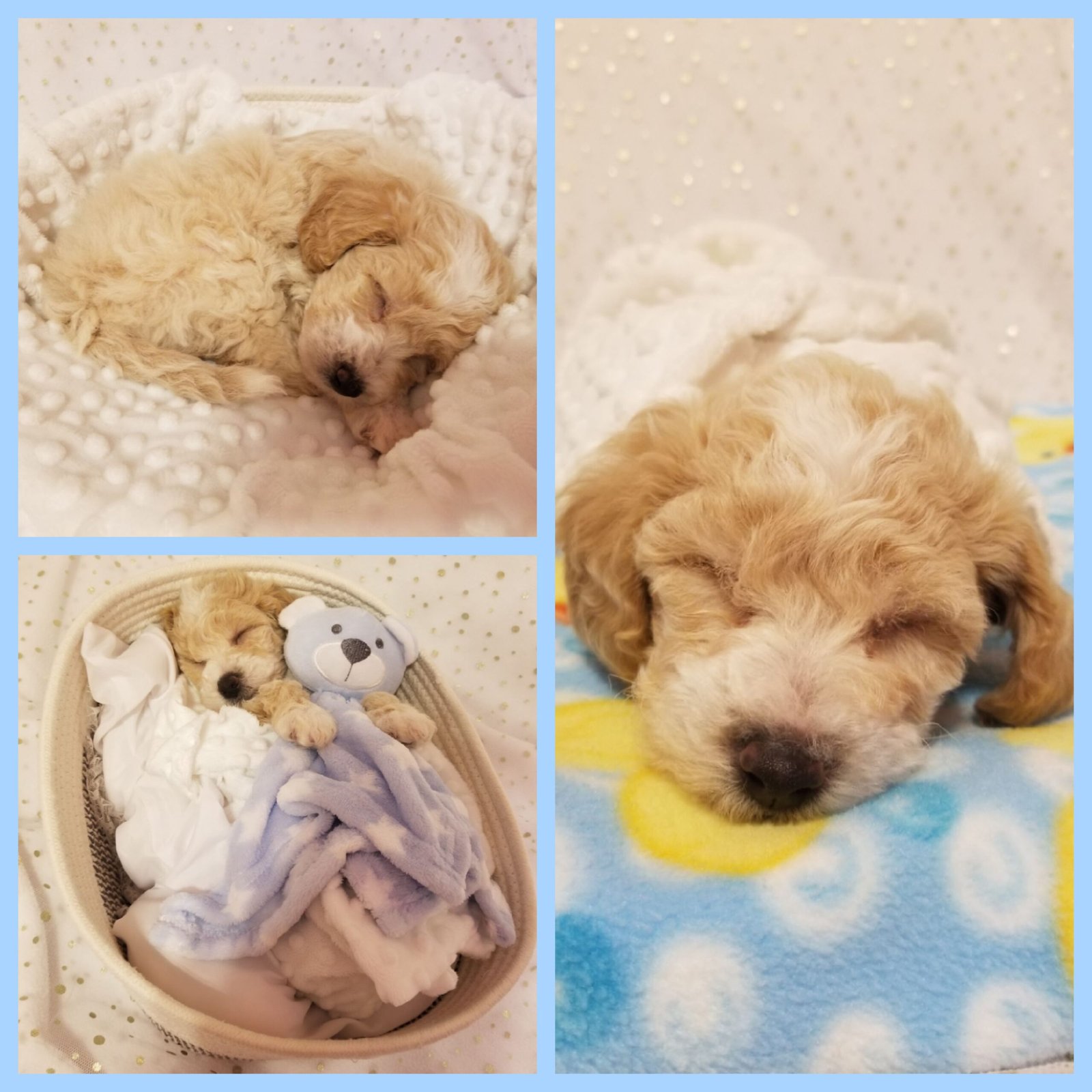 Sleeping Harvey