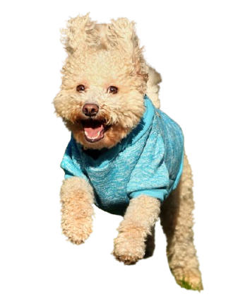 Harvey