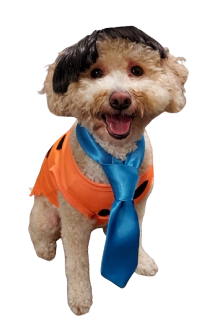Harvey the Dog